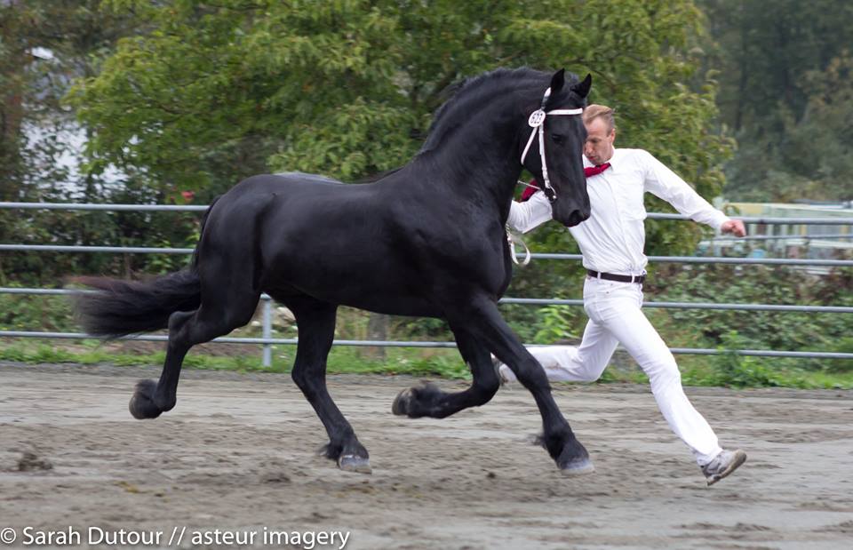 Orion of Endymion Farms Ster